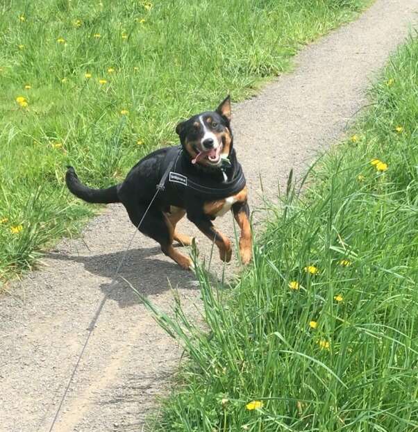 Clue the dog plays on a hiking trail