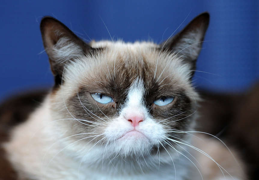 Best Grumpy Cat Memes Of All Time Remembering The Cat After Her Death Thrillist 