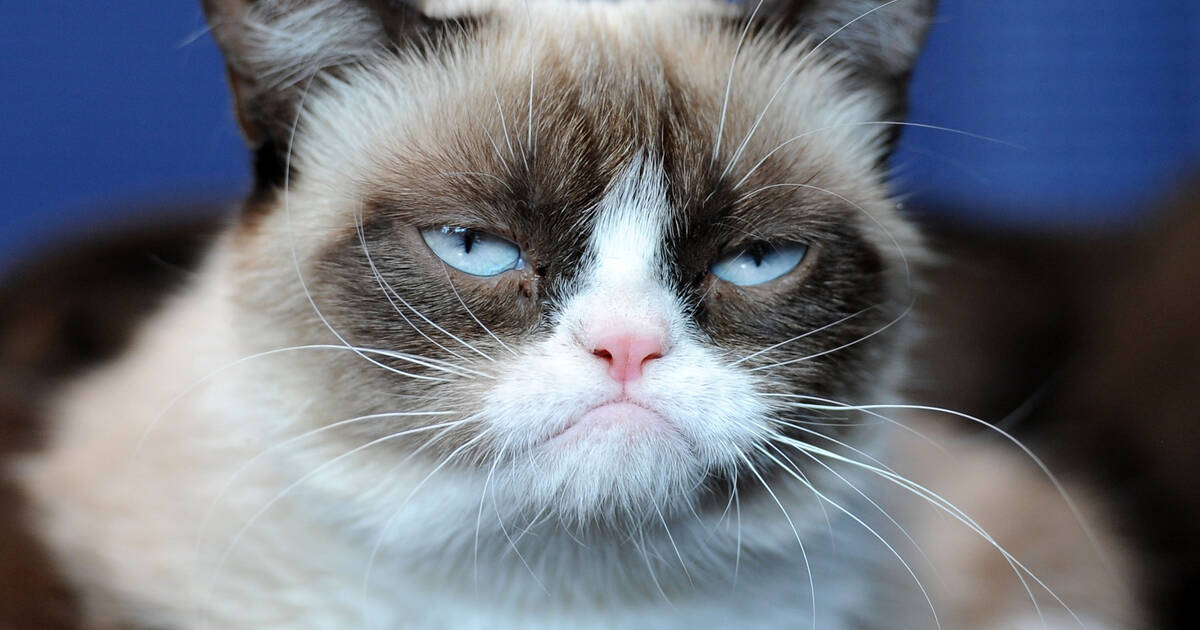 Best Grumpy Cat Memes Of All Time Remembering The Cat After Her Death Thrillist