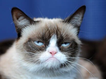 Best Grumpy Cat Memes of All Time Remembering the Cat After Her Death -  Thrillist