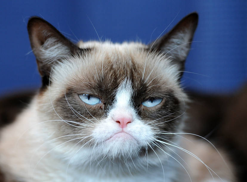 Grumpy Cat  