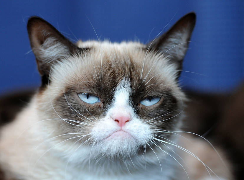 Grumpy Cat Friday Quotes Viral 