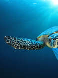 Plastic pollution