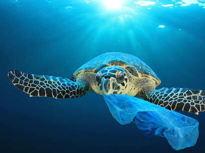 Plastic pollution