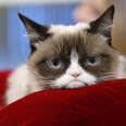 Internet Sensation Grumpy Cat Passes Away