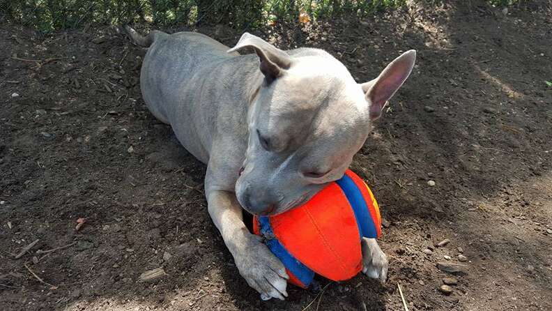 dog in shelter for 981 days