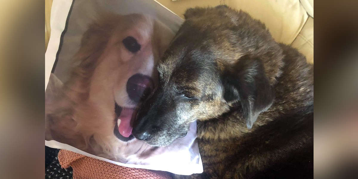 Heartbroken Dog Won T Stop Cuddling Pillow Of His Brother The Dodo