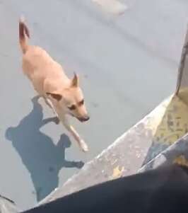 Dog runs to catch up with bus