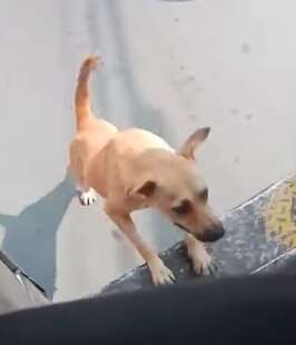 Stray dog tries to board bus