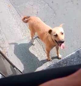 Dog chases a bus in the Philippines