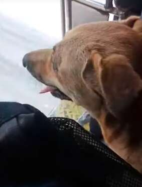 Street dog gets adopted by bus driver