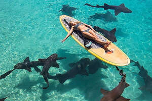 Woman Swims With Sharks To Save Their Lives