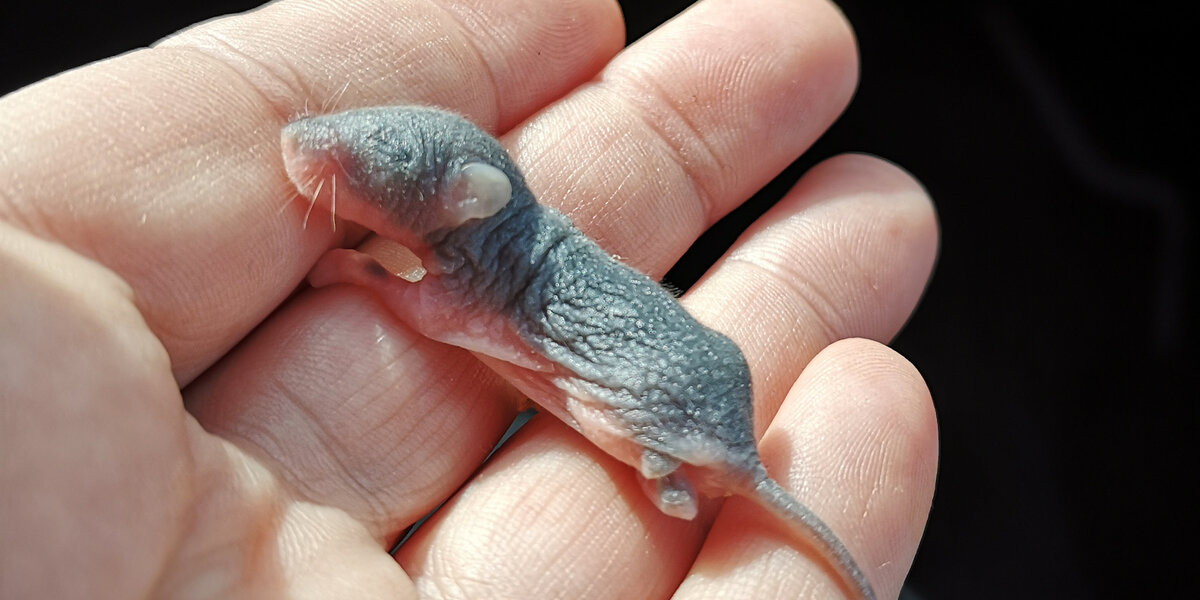 Tiny Pink Baby Grows Up And Goes Back To The Wild - Videos - The Dodo