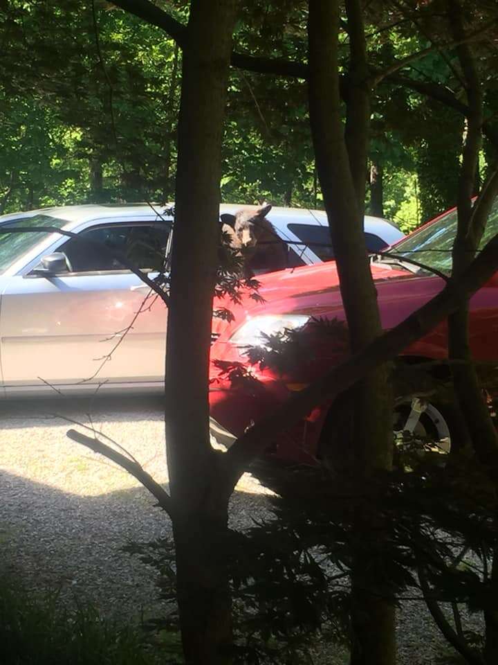 bears steal car