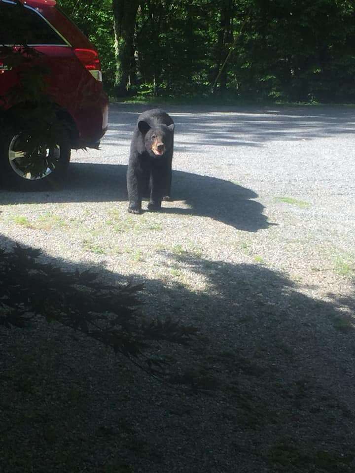 bears steal car