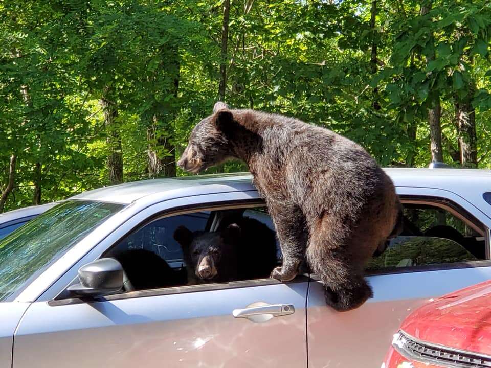 bears try to steal car