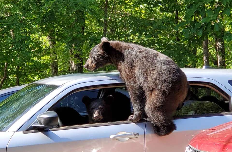 Family Of Bears Try To Steal Car - The Dodo