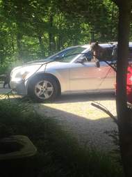 bears steal car