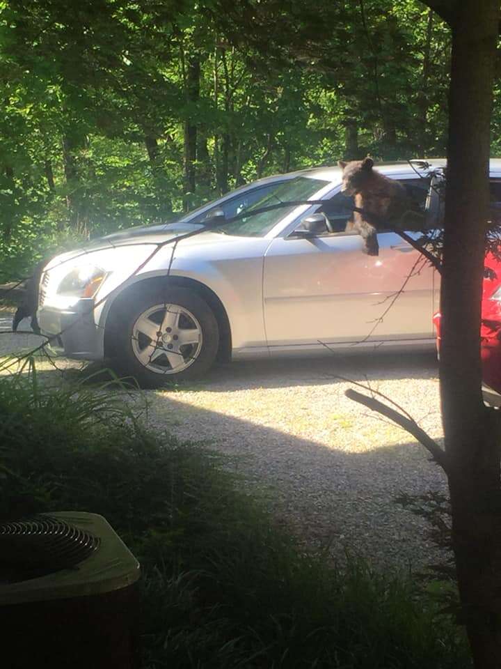 bears steal car