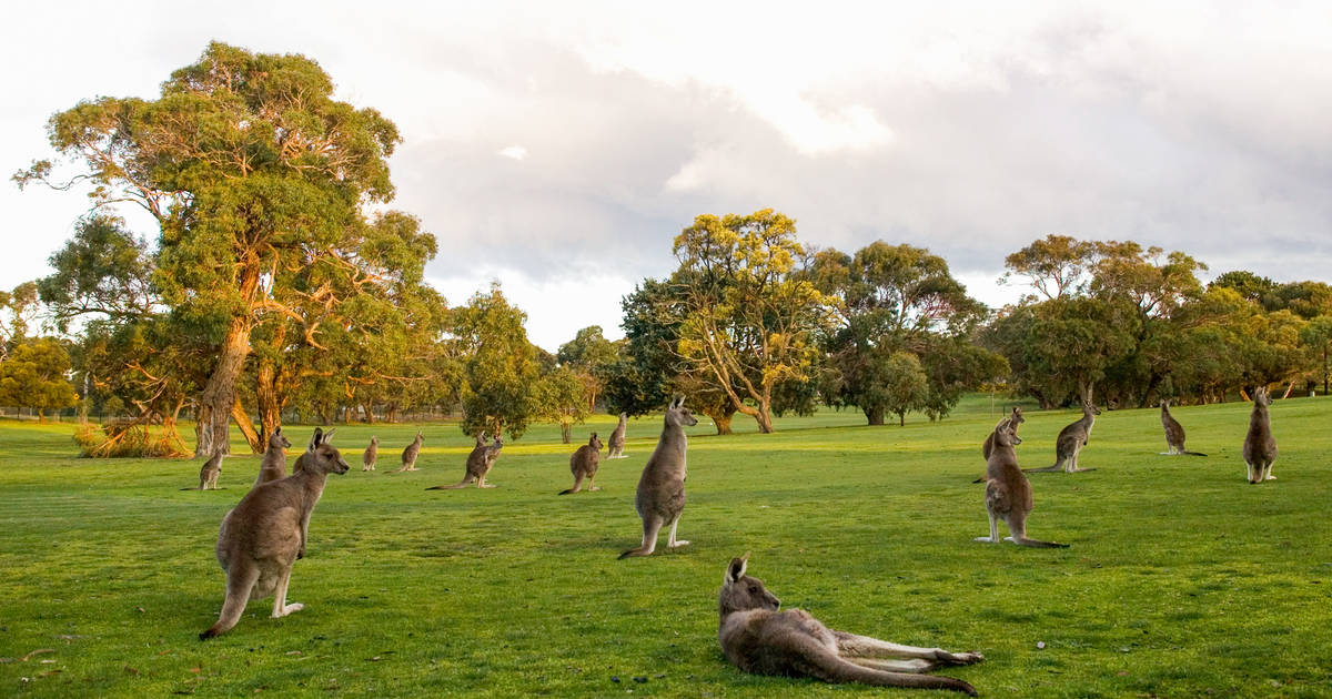 Australian Golf Course Has 300 Resident Kangaroos Living On It - Thrillist