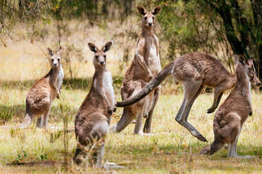 kangaroos