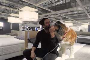 What Happens When You Take 9 Dogs Furniture Shopping?