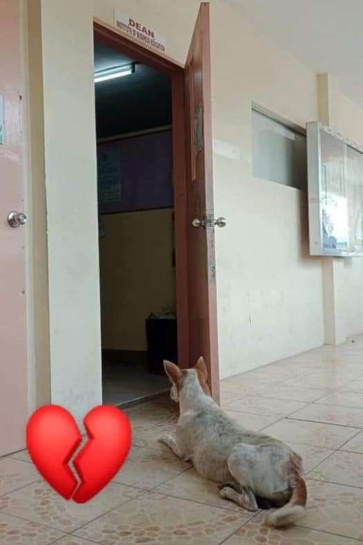 Stray dog waits for his friend outside the faculty office