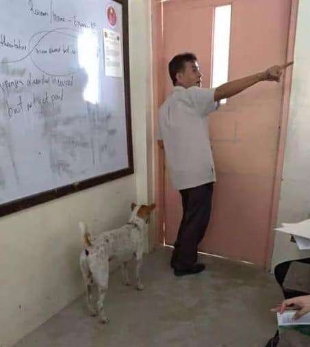 Dog follows professor around college