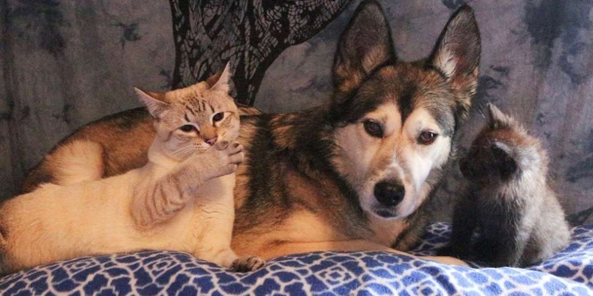 Dog Helps Tiniest Rescue Kitten Learn To Walk - Videos - The Dodo