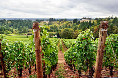 Sure, the Willamette Valley is known for its pinot noir, but expect to find pinot gris, riesling, cabernet franc and 70-plus other varietals.