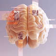 How Close Are We to a Complete Map of the Human Brain?