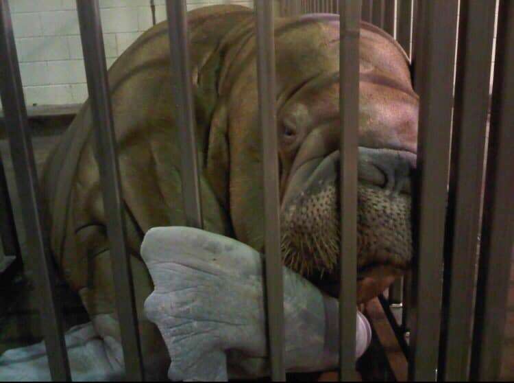 marineland walrus