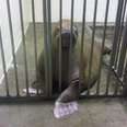 Another Walrus Dies Suddenly At Controversial Marine Park 