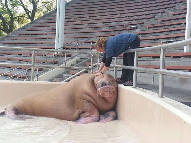 walrus marineland