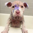 Purple Pittie Puppy Makes The Most Incredible Transformation