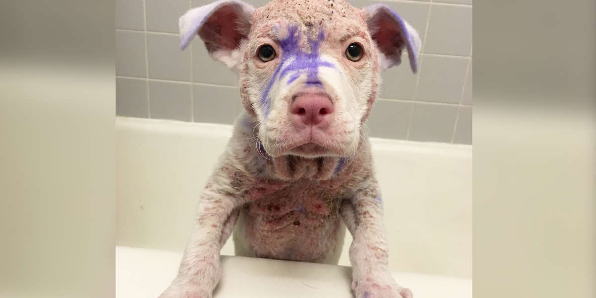 Purple Pittie Puppy Makes The Most Incredible Transformation - Videos ...