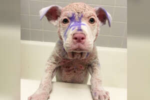 Purple Pittie Puppy Makes The Most Incredible Transformation