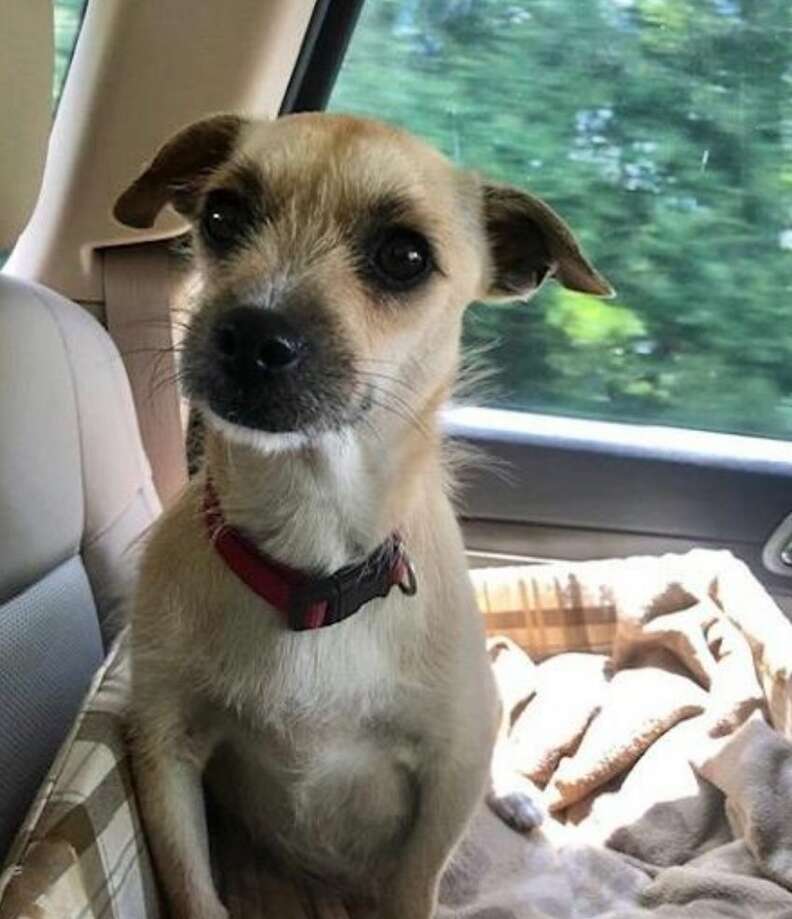 Pregnant dog saved from Georgia shelter