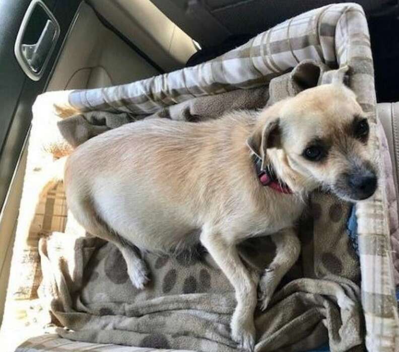 Lizzy the rescue dog on freedom ride