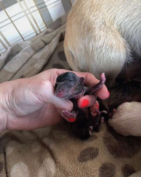 A puppy born in a car