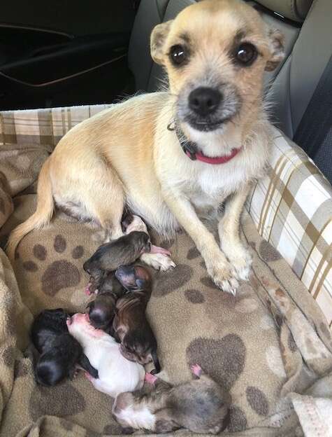 Lizzy the rescue dog with her six puppies