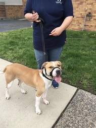 adoptable pit bull