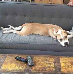 adoptable pit bull