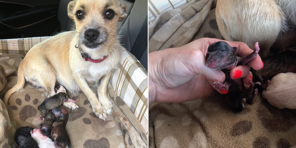 Dog Saved From Kill Shelter Gives Birth On Her Freedom Ride - The Dodo