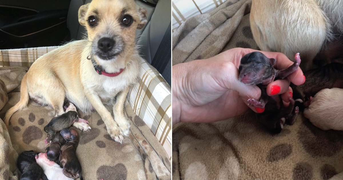 How Long Does Take Dog Give Birth