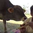 india music cow sanctuary
