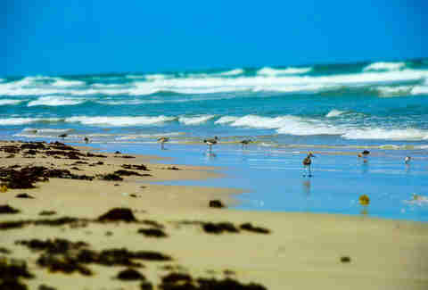 Best Beaches In Texas To Visit This Summer Thrillist