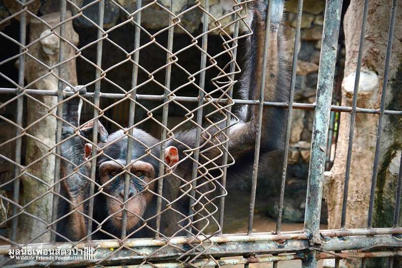 chimp thailand zoo . 