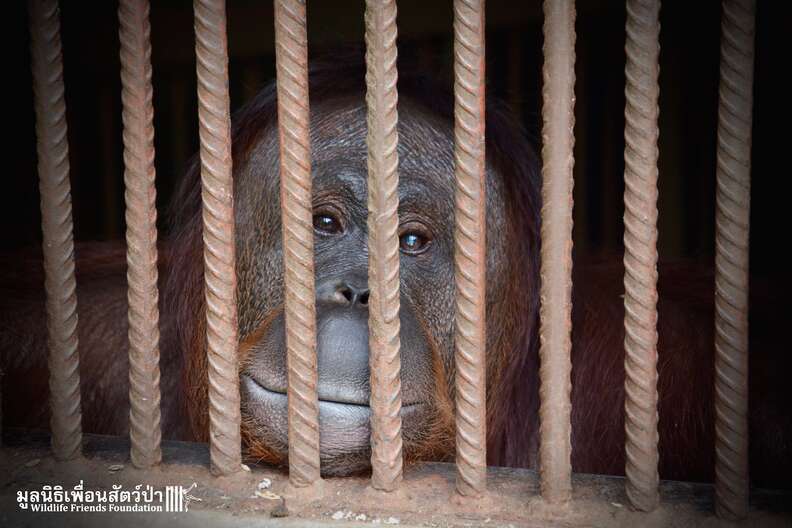 orangutan thailand zoo