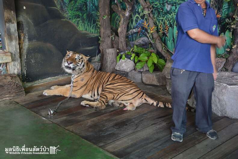 thailand zoo 